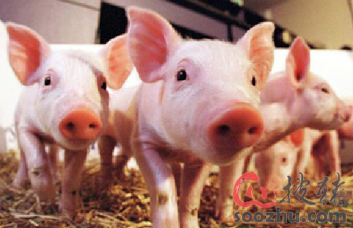 “开云”4月13日肉毛鸡、肉鸡苗最新价格行情(图1)