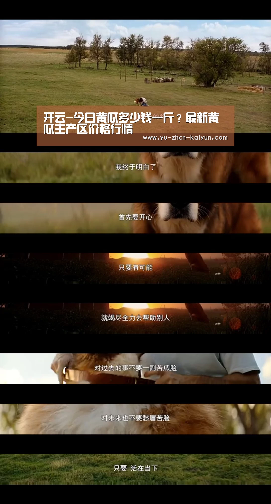 开云-今日黄瓜多少钱一斤?最新黄瓜主产区价格行情(图3) 开云-今日黄瓜多少钱一斤?最新黄瓜主产区价格行情(图3)